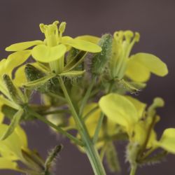 Diplotaxis virgata