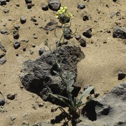 Diplotaxis virgata