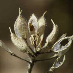 Draba hispanica subsp. hispanica