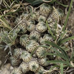 Draba hispanica subsp. hispanica