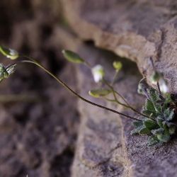 Draba verna