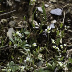 Draba verna