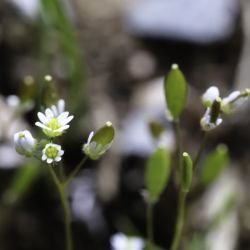 Draba verna