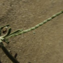 Eremobium aegyptiacum subsp. longisiliquum