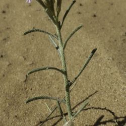 Eremobium aegyptiacum subsp. longisiliquum