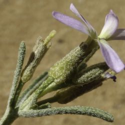 Eremobium aegyptiacum subsp. longisiliquum