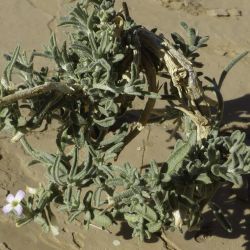 Eremobium aegyptiacum subsp. longisiliquum
