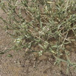 Eremobium aegyptiacum subsp. longisiliquum