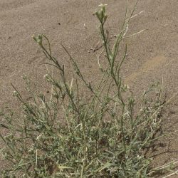 Eremobium aegyptiacum subsp. longisiliquum