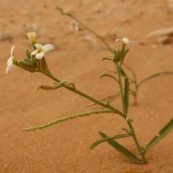 Eremobium aegyptiacum subsp. longisiliquum