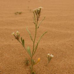 Eremobium aegyptiacum subsp. longisiliquum