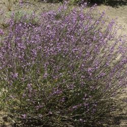Eremophyton chevallieri