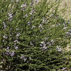Eremophyton chevallieri