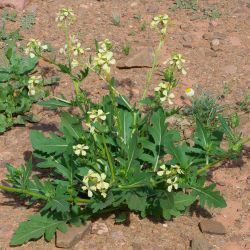 Eruca aurea