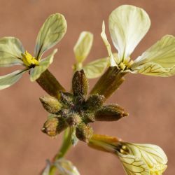 Eruca aurea