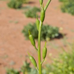 Eruca aurea