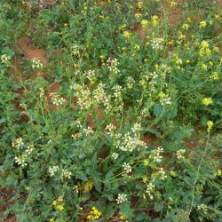 Eruca aurea