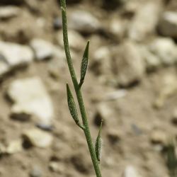 Eruca gr. vesicaria