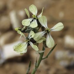 Eruca gr. vesicaria
