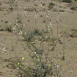 Eruca gr. vesicaria