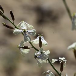 Eruca gr. vesicaria