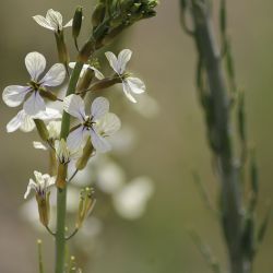 Eruca pinnatifida