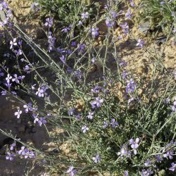 Erucaria erucarioides