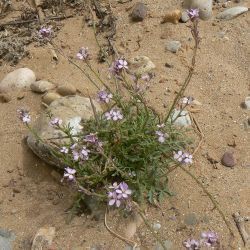 Erucaria ollivieri