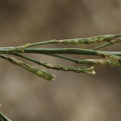 Erucastrum elatum