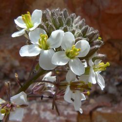 Erucastrum leucanthum