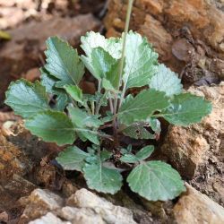 Erucastrum rifanum