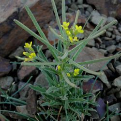 Erysimum incanum