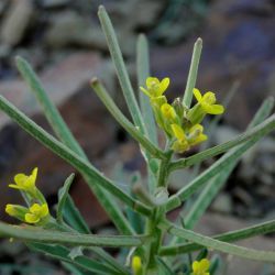 Erysimum incanum