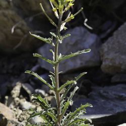 Erysimum incanum