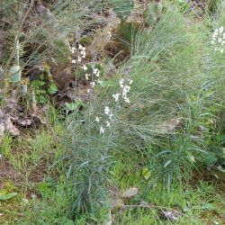 Erysimum semperflorens subsp. semperflorens