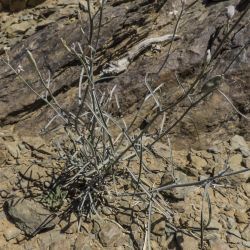 Farsetia aegyptia subsp. aegyptia