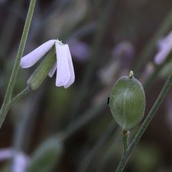 Farsetia aegyptia subsp. aegyptia