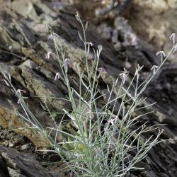 Farsetia aegyptia subsp. aegyptia