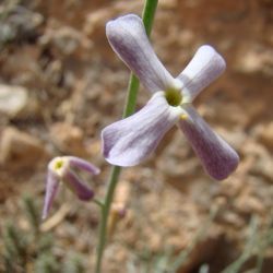 Farsetia aegyptia subsp. aegyptia