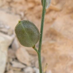 Farsetia aegyptia subsp. aegyptia