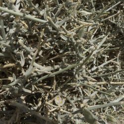 Farsetia aegyptia subsp. aegyptia