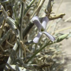 Farsetia aegyptia subsp. aegyptia