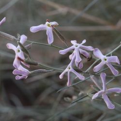 Farsetia aegyptia subsp. aegyptia