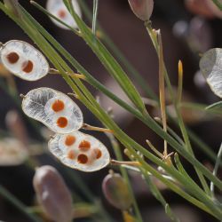 Farsetia aegyptia subsp. aegyptia
