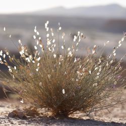 Farsetia aegyptia subsp. aegyptia