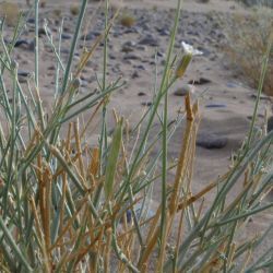 Farsetia occidentalis