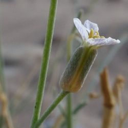 Farsetia occidentalis