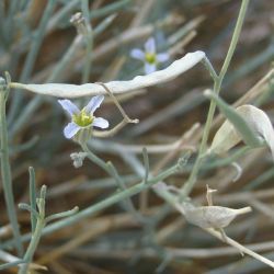 Farsetia occidentalis