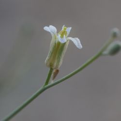Farsetia occidentalis