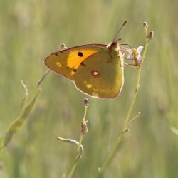 Farsetia occidentalis